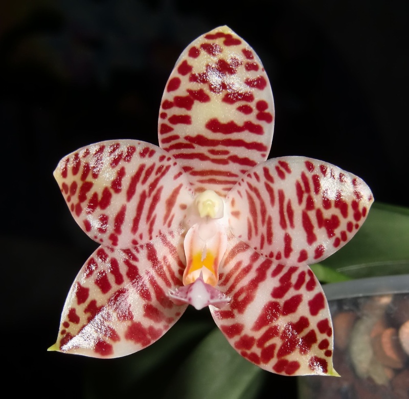 Phalaenopsis gigantea Kreuzungen..... Dl210