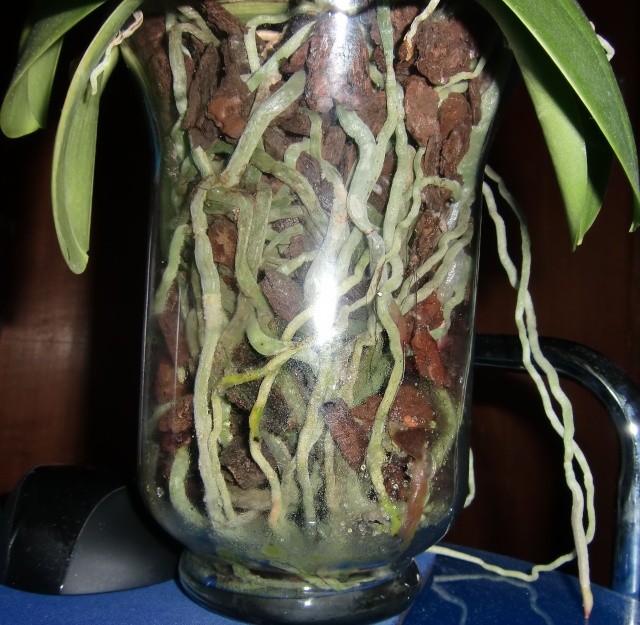 phalaenopsis in vase?  Glas510