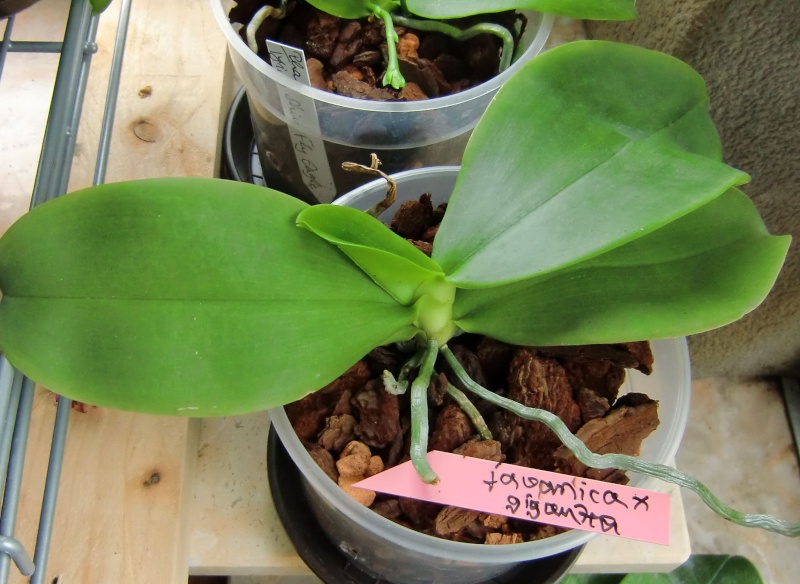Phalaenopsis gigantea Kreuzungen..... Javani10