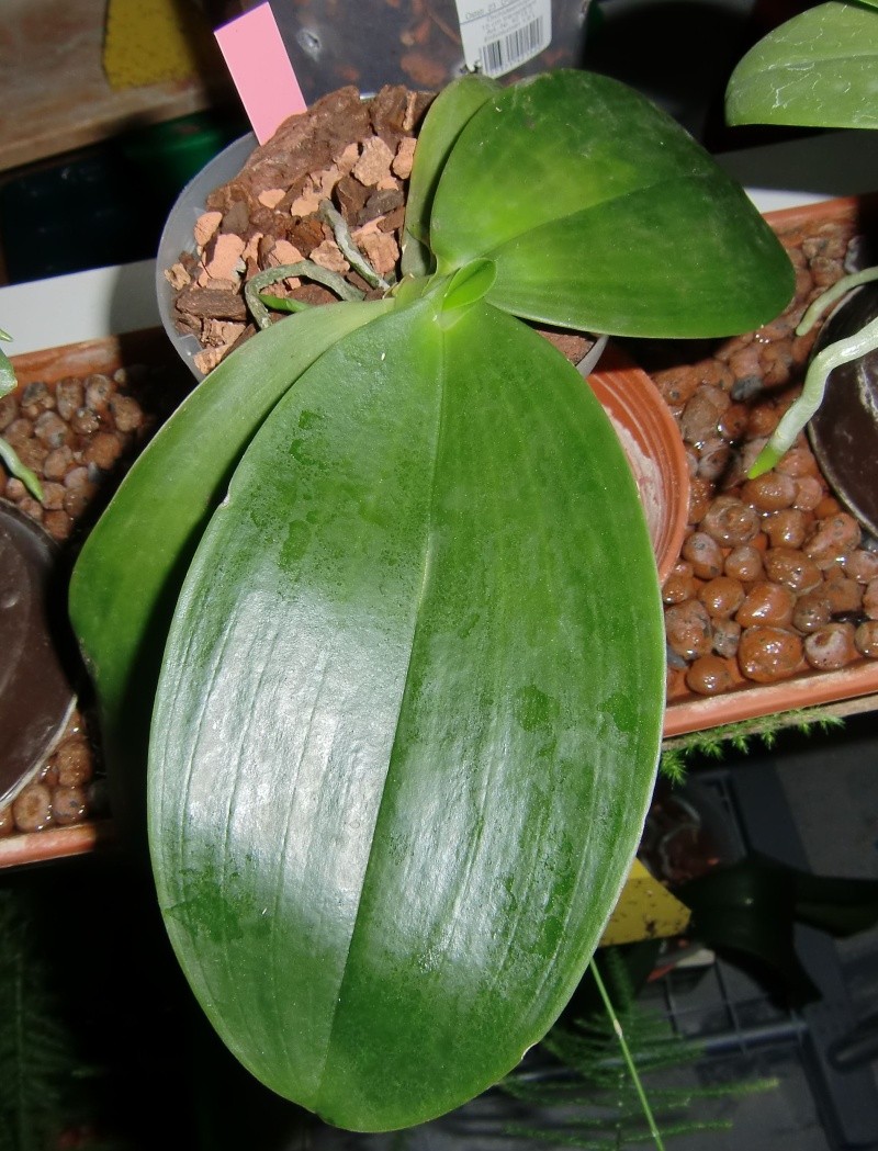 Phalaenopsis gigantea Kreuzungen..... Ld_sbk10