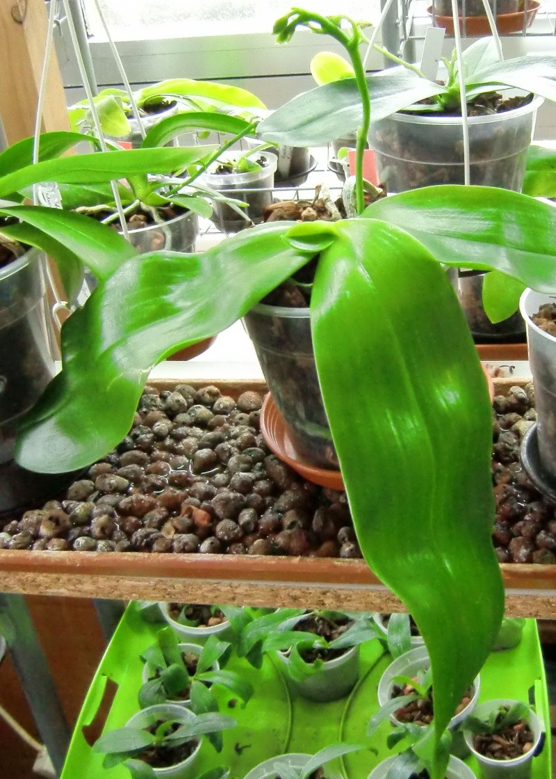 Phalaenopsis gigantea Kreuzungen..... Mcy110