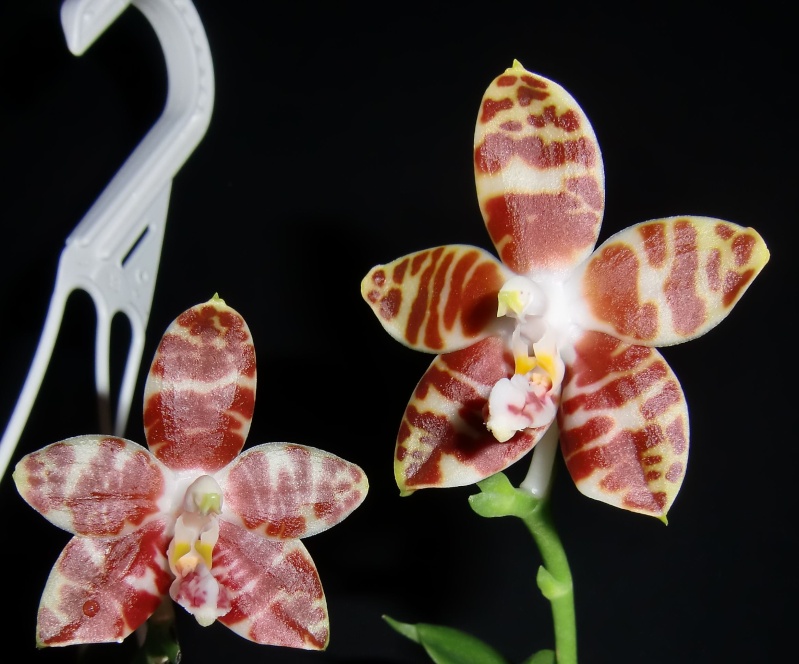 Phalaenopsis amboinensis Nicole10