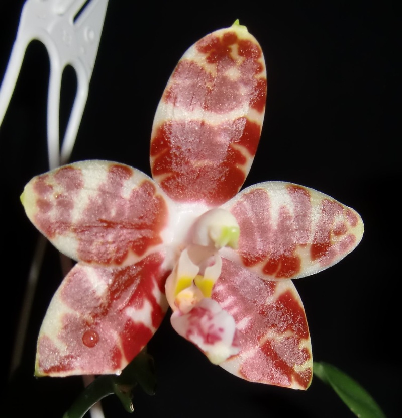 Phalaenopsis amboinensis Nicole12