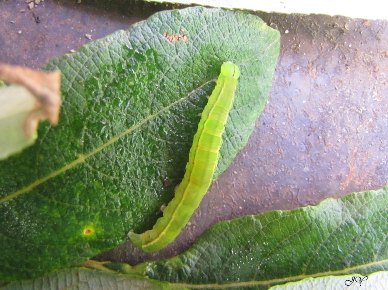 Chenilles sur le saule Scoliopteryx libatrix, Cabera sp, Lomaspilis marginata Img_1110