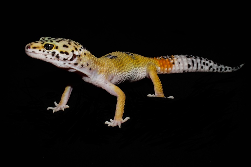 Mes trois geckos léopard Img_4211