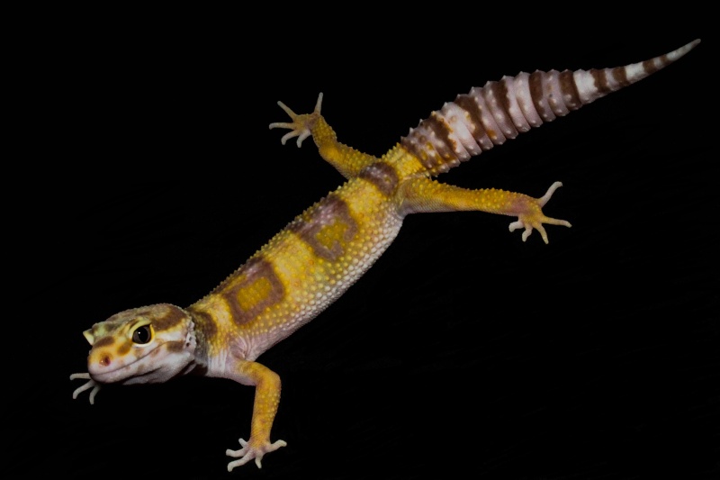 Mes trois geckos léopard Img_4412