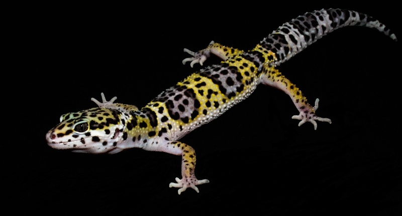 Mes trois geckos léopard Img_4414