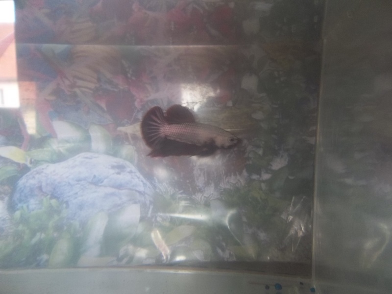 Mon dernier betta 100_0214