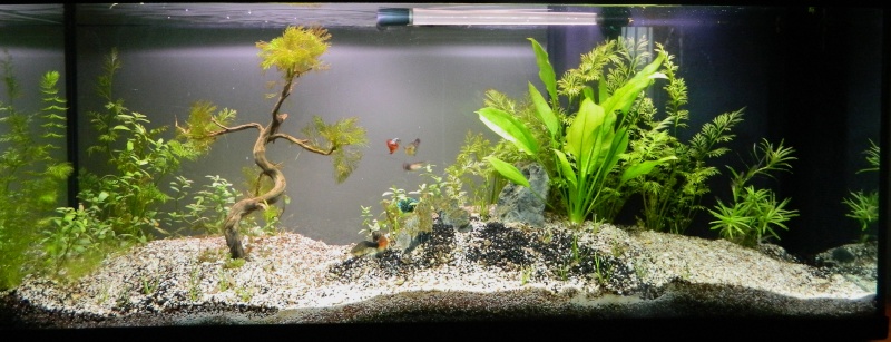 Mes Guppies dans leur 180L Dscn5414