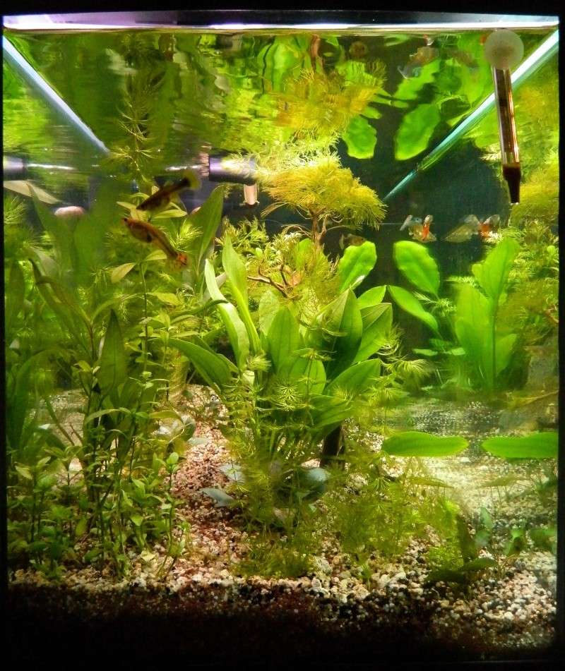 Mes Guppies dans leur 180L Dscn5515