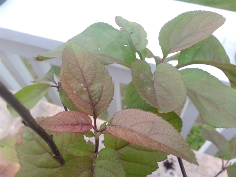 Is this Apple rust or something else Img_2016