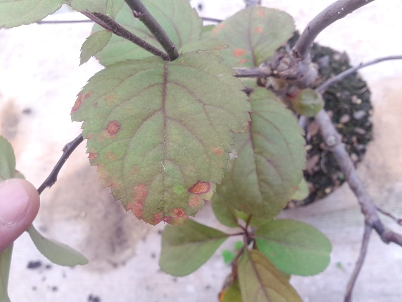 Is this Apple rust or something else Img_2017