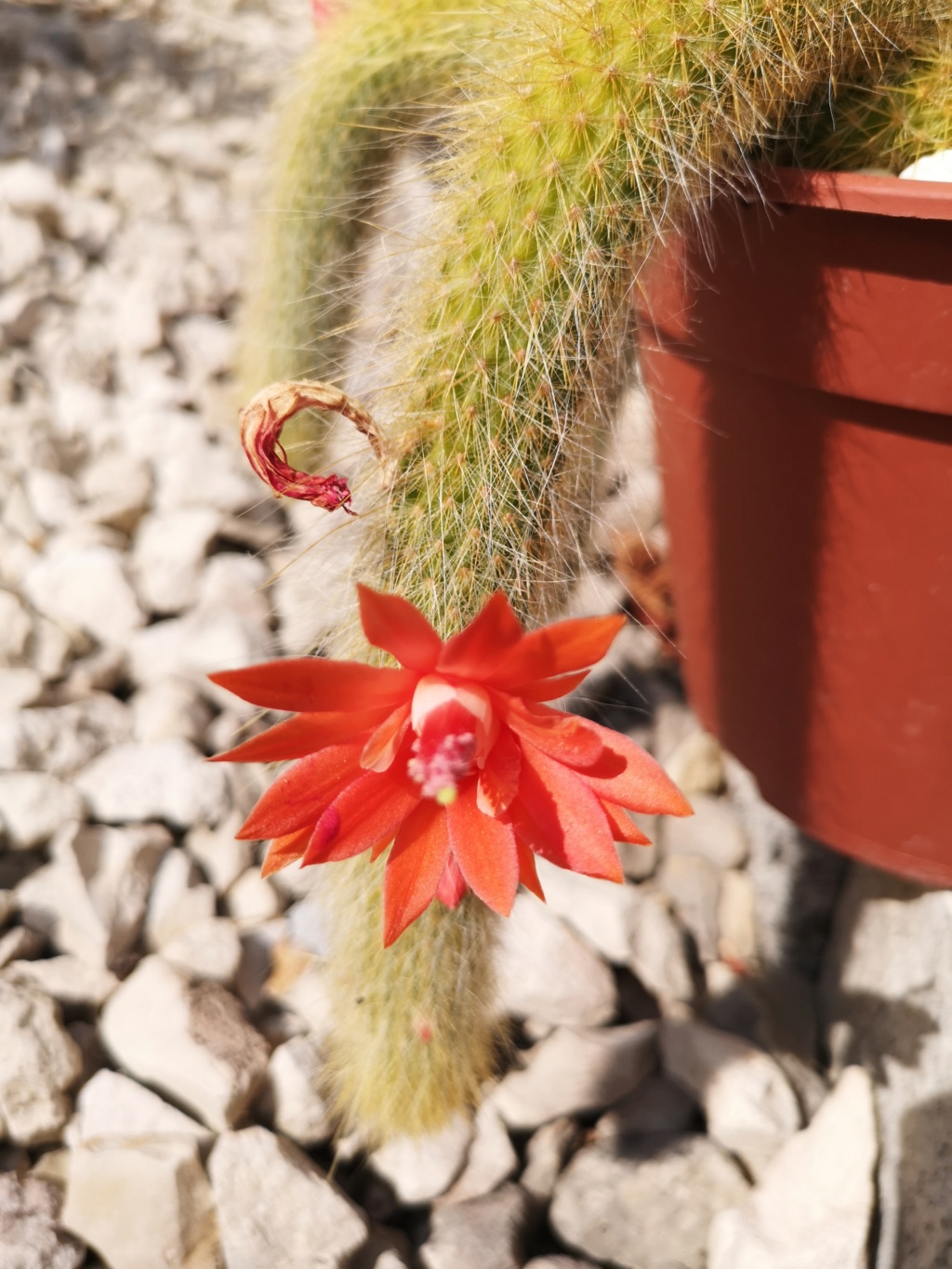 Floraison de cactus Img_1023