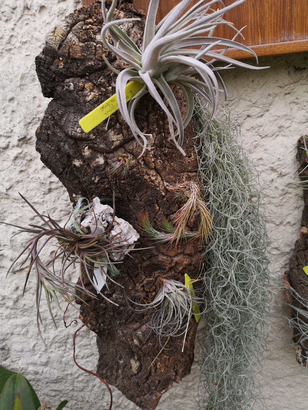 Tillandsia 'Curly Slim' Img_1031