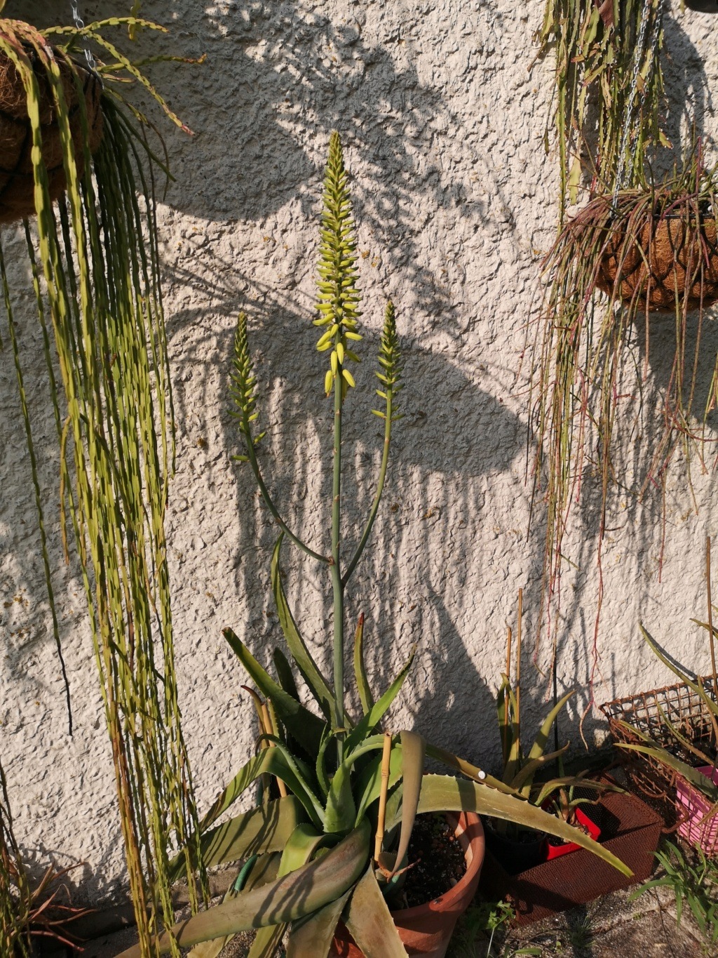 Aloe vera en fleur Img_1168