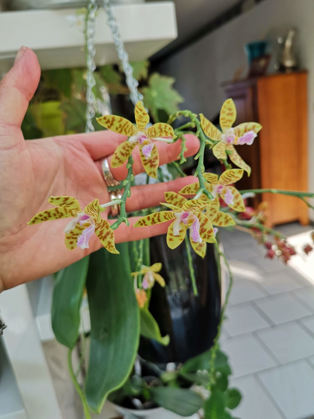 phalaenopsis fasciata x mariae Img_2112