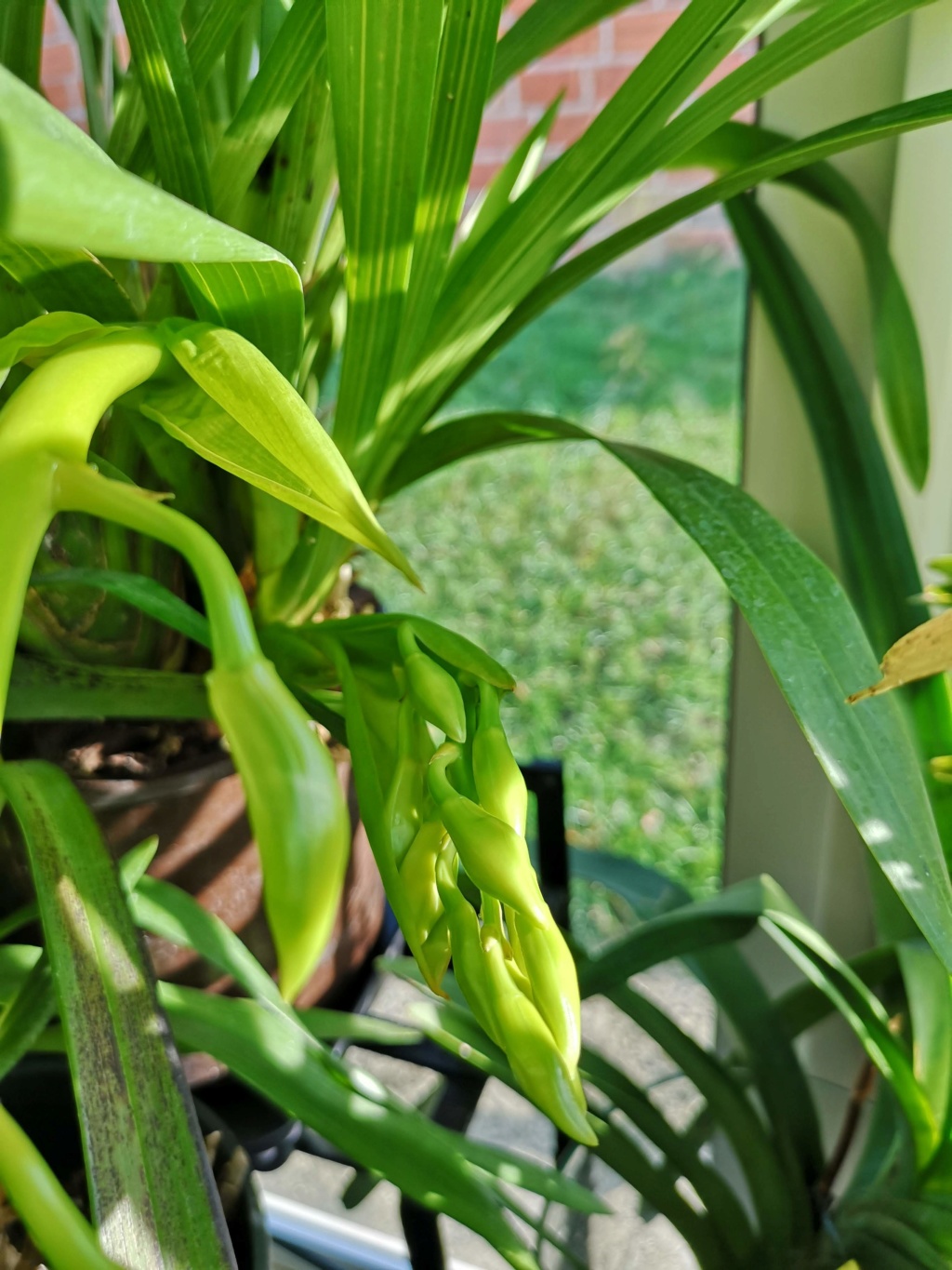 Cymbidium tracyanum foncé Img_2285