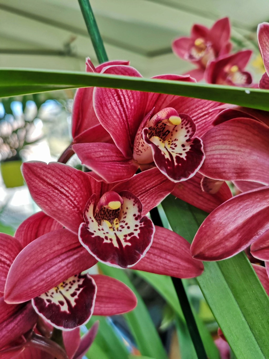 cymbidium lie de vin Img_2298