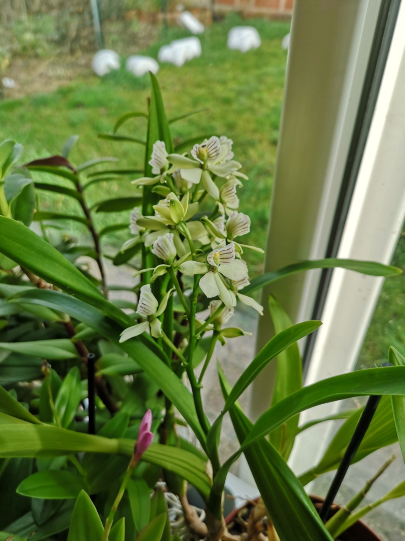 Encyclia radiata Img_2359