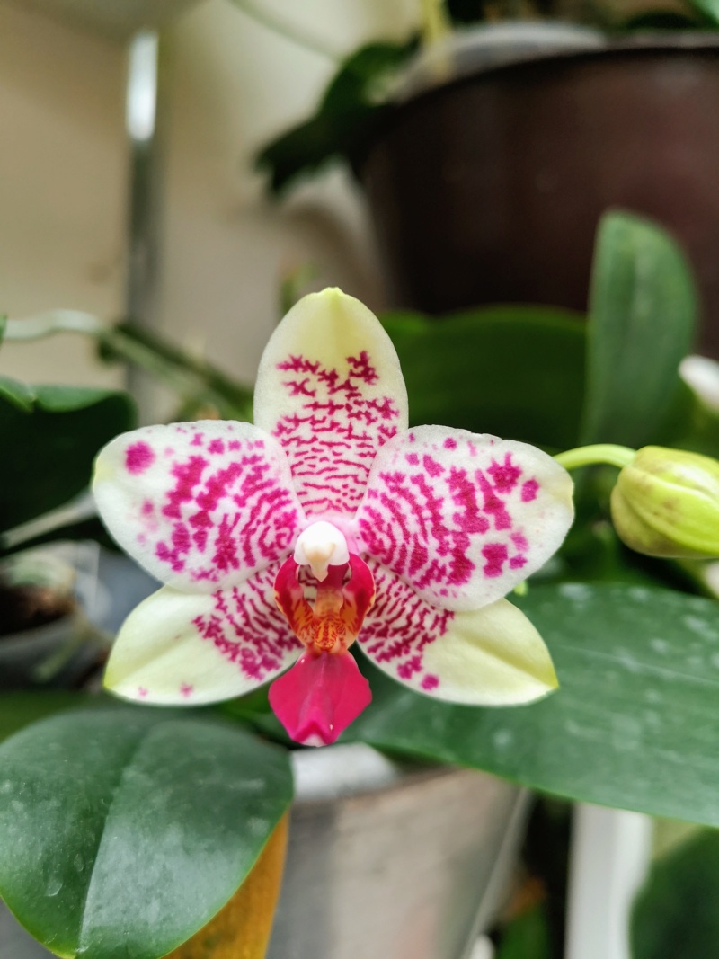 Phalaenopsis brother Supersonic 'astral' Img_2368