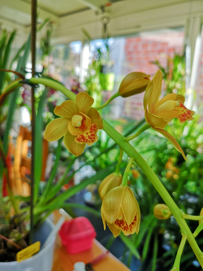 Cymbidium bolzen bolzano Img_2424