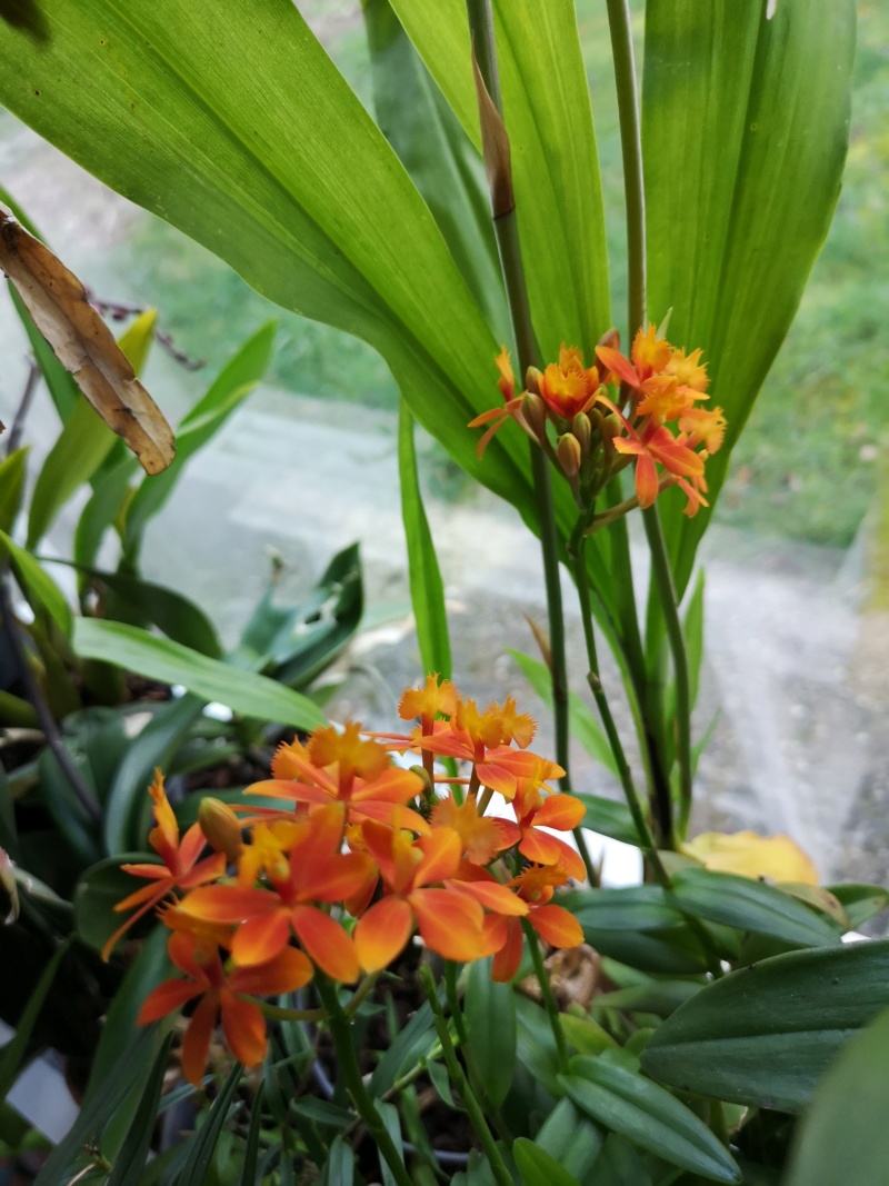 epidendrum orange Img_2489