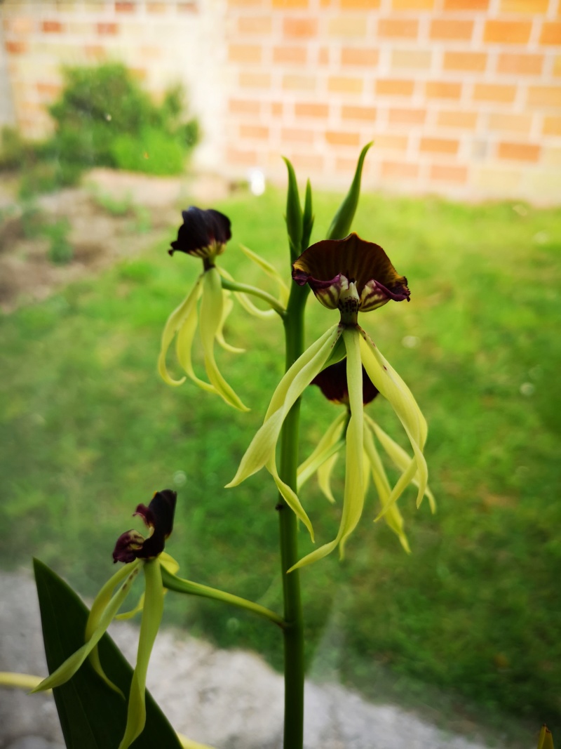 encyclia cochleata - Page 2 Img_2612