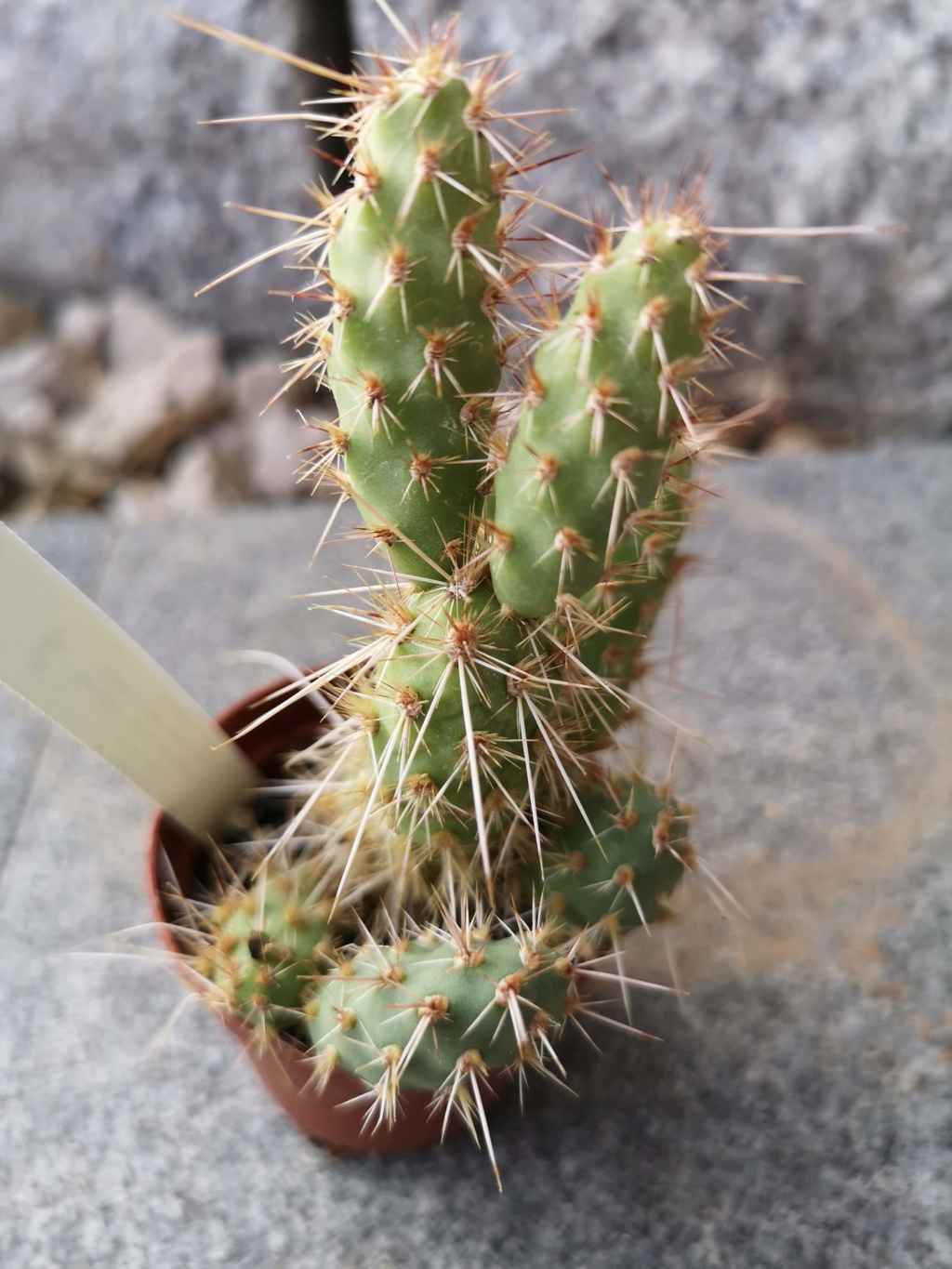 mon craquage cactus  Img_2710
