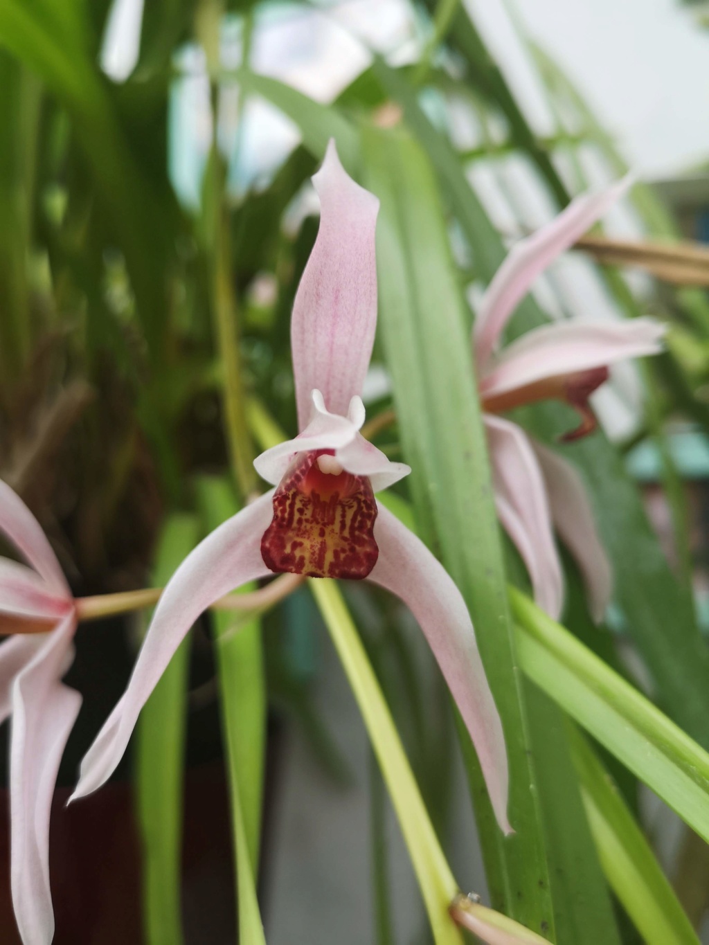 Cymbidium erythrostylum x dayanum Img_2741