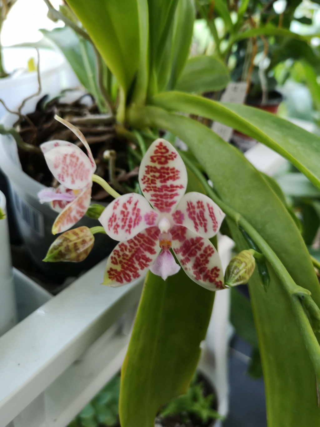 phalaenopsis Hieroglyphica x hieroglyphica Img_2755