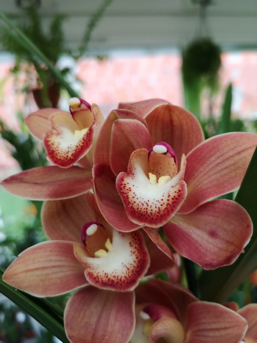 Cymbidium hybride Img_2783