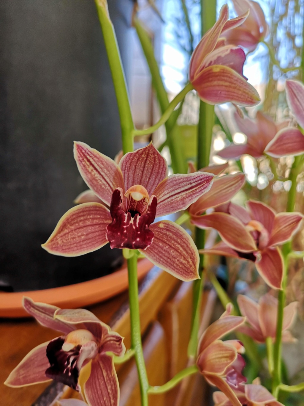 Cymbidium zip Img_2903