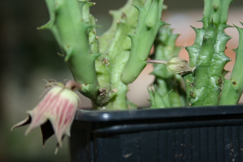 huernia macrocarpa . pour cactus !!! Img_7352