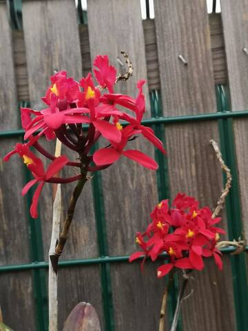 Epidendrum rouge Lecoufle
