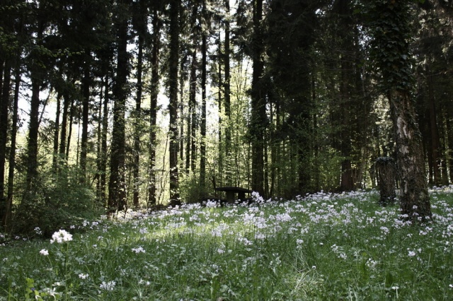 Blumenwiese in mitten des Waldes  Blumen10