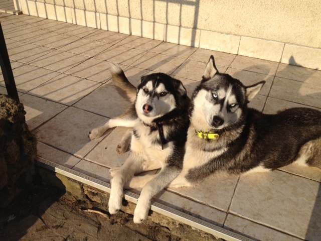 ILOA douce croisé HUSKY, .2011/ok chiens/chats/enfants REF:77ADOPTEE Iloa_110