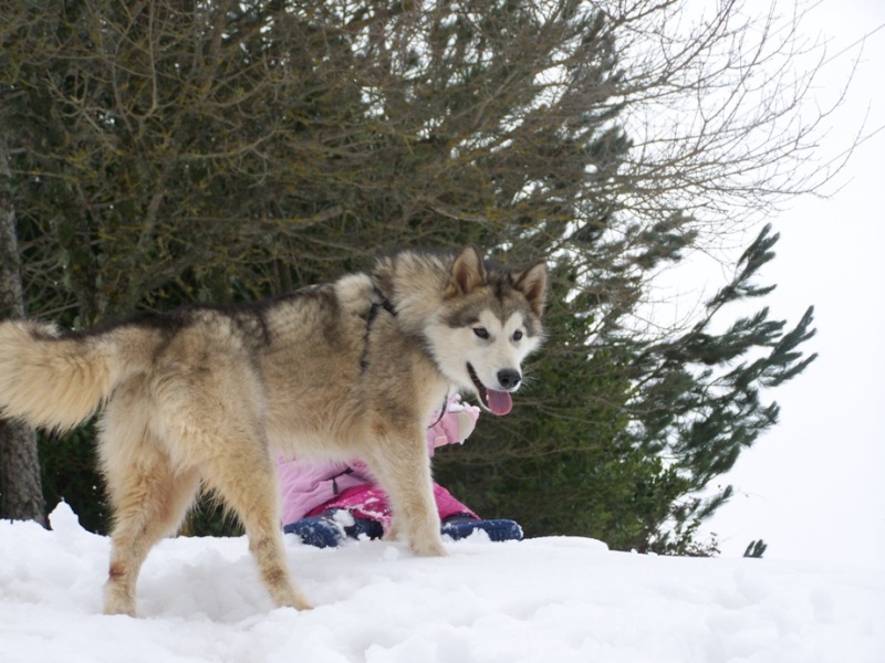 PRIMA NEVE PER ANUK (7MESI)... 100_4212