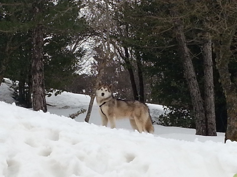 PRIMA NEVE PER ANUK (7MESI)... 20130318