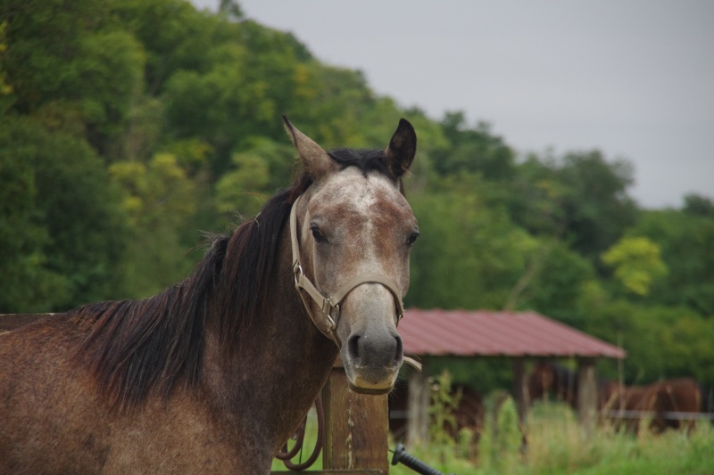 ASLAN  poulain 2 ans Pur Sang Arabe au pied bot. . Adopté par  MORGANE F. - Page 7 Aslan_10