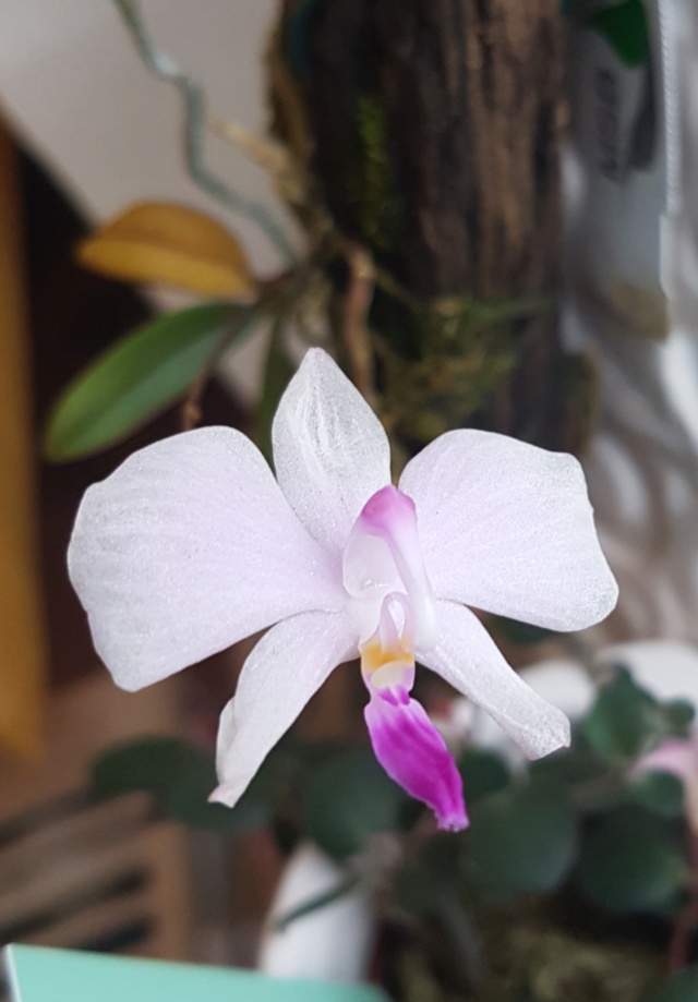 Miniatur-Orchideen Teil 4 - Seite 22 20181116