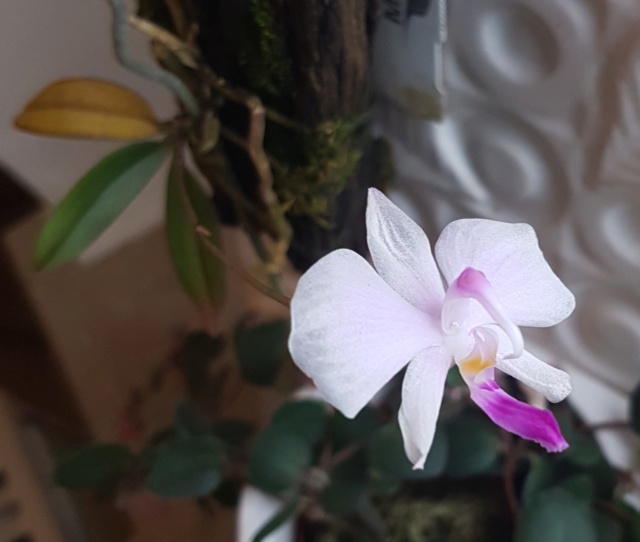Miniatur-Orchideen Teil 4 - Seite 22 20181117