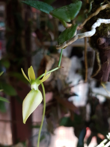 Miniatur-Orchideen Teil 5 - Seite 4 20190514