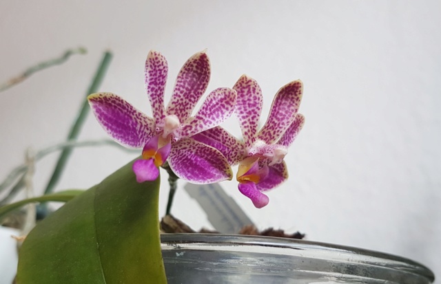 Phalaenopsis violacea x finleyi Phal_f10