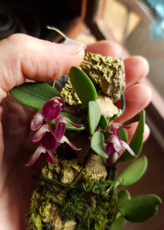 Miniatur-Orchideen Teil 4 - Seite 14 Pleuro18