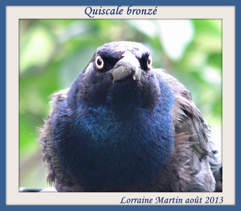 Quiscale belle bavette bleue  Quisca10