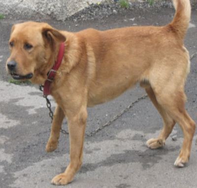 URGENCE  :  GOLIATH, Type labrador, 4 ans, diabétique, recherche FA Goliat10