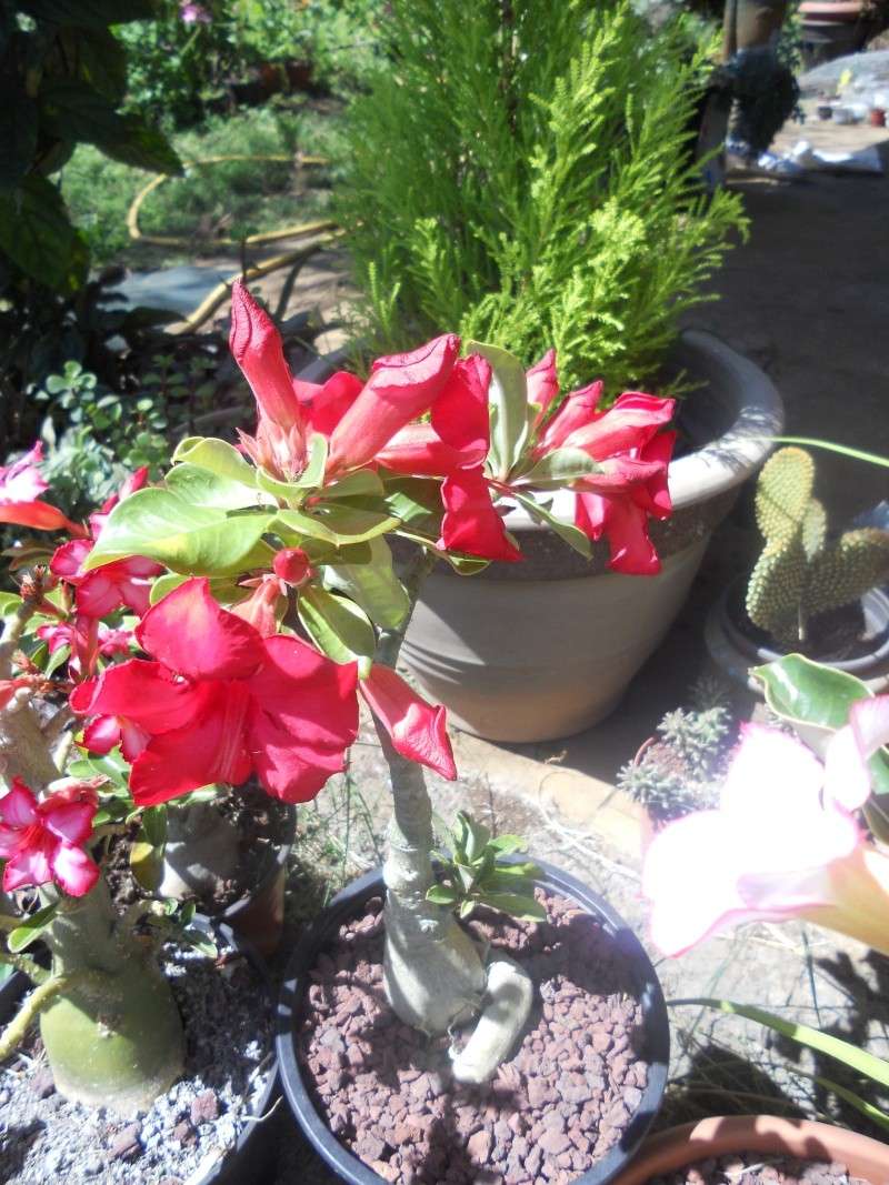 Adenium et Pachypodium : enfin des floraisons Dscn1939