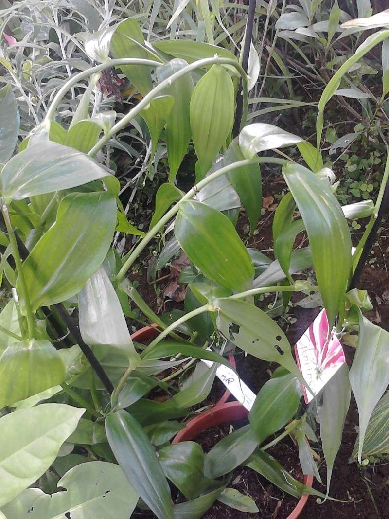 gloriosa superba ( colchicaceae ) Img_2013