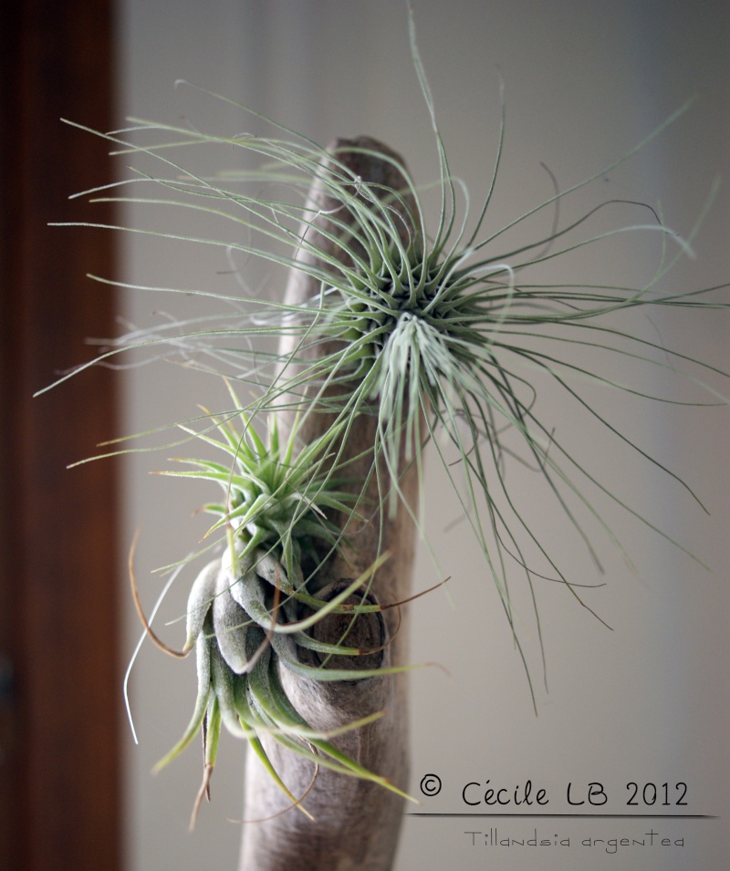 Tillandsia argentea 20121110