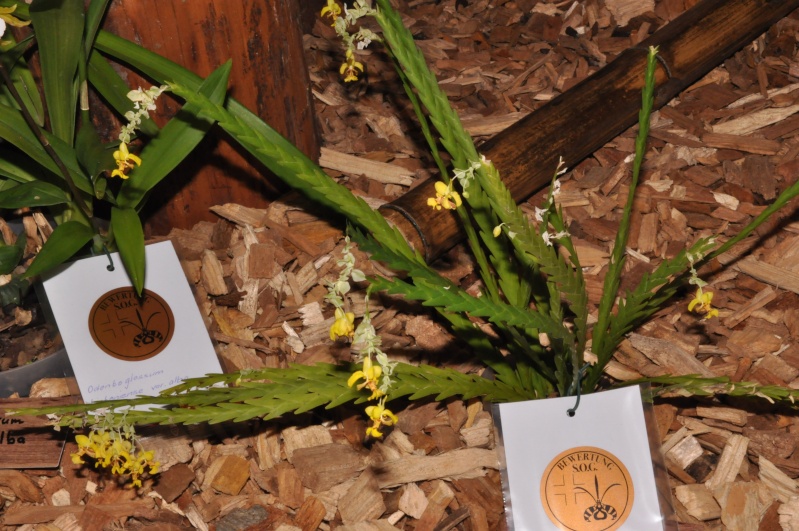 salon de Winterthur, orchidées du genre "qu'on ne voit pas souvent" Lockha12